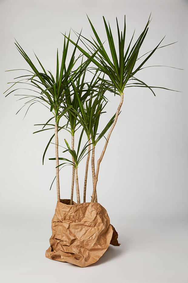 Palm tree, sustainability